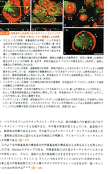 サティフィケイト